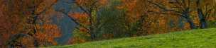Autumn Tree
