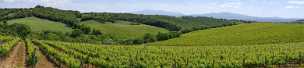 Montalcino