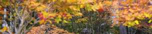 Autumn Colors
