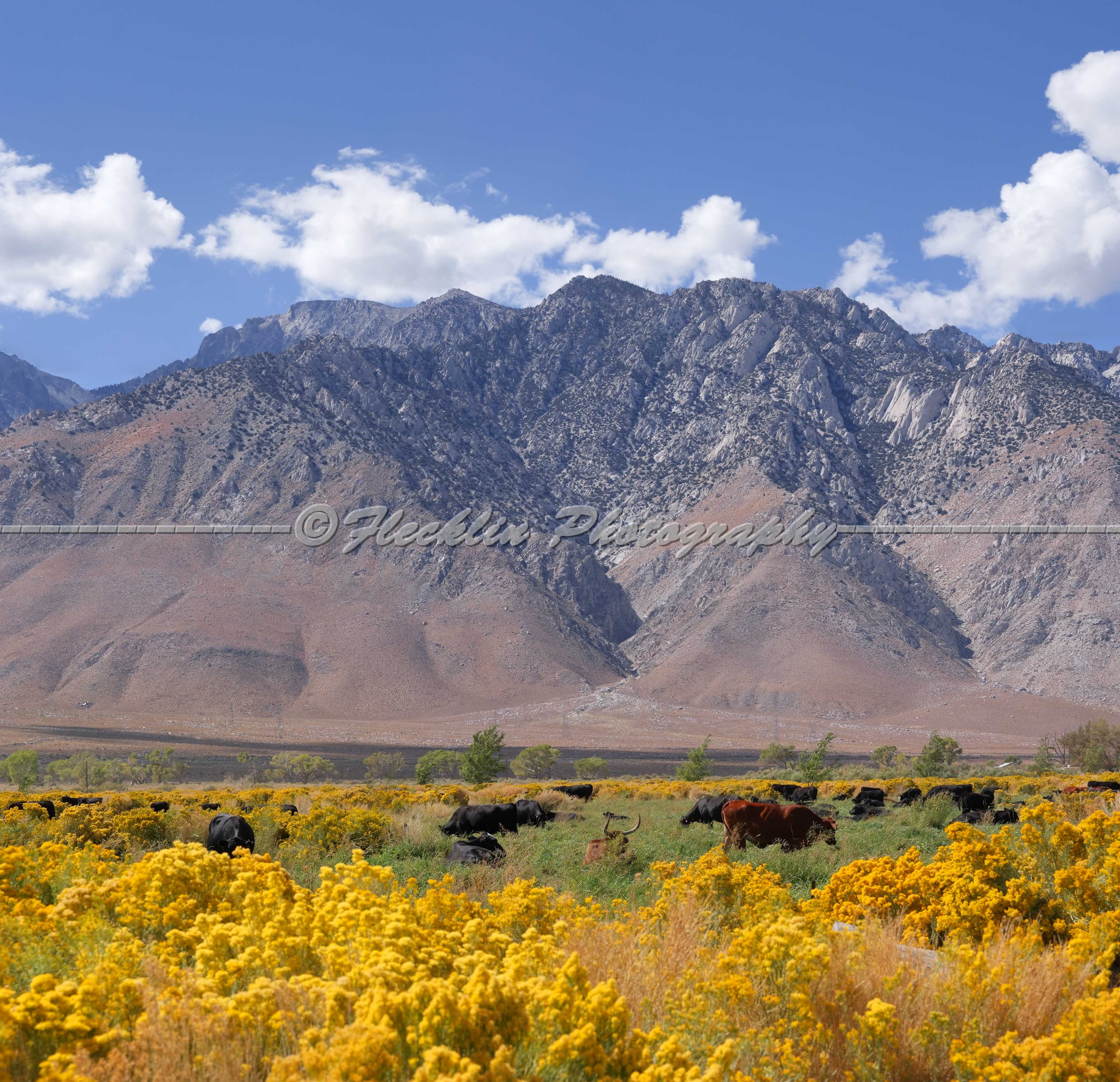 Lone Pine Swiss Panorama Shop, buy high resloution fine ...