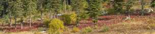 Mccall