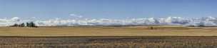 Silcott