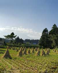 Gotemba Japanese Country Side Rice Field In Autumn Fine Art Photography Prints Leave - 016489 - 18-10-2008 - 4214x5259 Pixel Gotemba Japanese Country Side Rice Field In Autumn Fine Art Photography Prints Leave Art Photography For Sale Senic Animal Royalty Free Stock Photos Photo Fine...