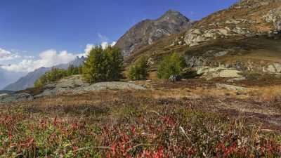 Maloja Sils Silsersee Engadin Lake Autumn Color Panorama Fine Art America Fine Art Photo - 025340 - 09-10-2018 - 13421x7555 Pixel Maloja Sils Silsersee Engadin Lake Autumn Color Panorama Fine Art America Fine Art Photo Stock Pictures Art Photography For Sale Fine Art Posters Animal Art...