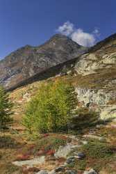 Maloja Sils Silsersee Engadin Lake Autumn Color Panorama Landscape Animal Royalty Free Stock Images - 025344 - 09-10-2018 - 7231x17083 Pixel Maloja Sils Silsersee Engadin Lake Autumn Color Panorama Landscape Animal Royalty Free Stock Images Fine Art Photography For Sale Images Pass Ice Nature Grass...