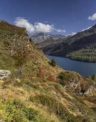 Maloja Sils Silsersee Engadin Lake Autumn Color Panorama River Summer Fine Art Giclee Printing - 025352 - 09-10-2018 - 7795x9894 Pixel Maloja Sils Silsersee Engadin Lake Autumn Color Panorama River Summer Fine Art Giclee Printing Fine Art Prints For Sale Photography Prints For Sale What Is Fine...