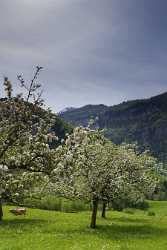 Aufiberg Bluehender Obstbaum Sonne Fruehling Wiese Vertikal Panorama Forest Photography Panoramic - 004870 - 10-05-2009 - 4186x8927 Pixel Aufiberg Bluehender Obstbaum Sonne Fruehling Wiese Vertikal Panorama Forest Photography Panoramic Coast Images Shore Sale Fog Summer Order Autumn Ice Famous...