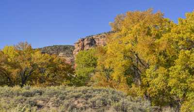 Whitewater Gibbler Gulch Cottonwood Tree Colorado Autumn Fall Sky Fine Art Photography Gallery - 022034 - 15-10-2017 - 13086x7579 Pixel Whitewater Gibbler Gulch Cottonwood Tree Colorado Autumn Fall Sky Fine Art Photography Gallery Stock Fine Art Prints Creek Flower Stock Photos Island What Is...