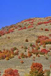 Preston Utah Maple Tree Autumn Color Colorful Fall Panoramic Summer Stock Flower - 011841 - 01-10-2012 - 7180x13893 Pixel Preston Utah Maple Tree Autumn Color Colorful Fall Panoramic Summer Stock Flower Fine Art Photography Prints For Sale Royalty Free Stock Photos Fine Art Prints...