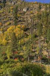 Wenatchee River Winton Washington Autumn Color Tree Forest Panoramic Fine Art Photography For Sale - 022512 - 03-10-2017 - 7249x17220 Pixel Wenatchee River Winton Washington Autumn Color Tree Forest Panoramic Fine Art Photography For Sale Fine Art Photography Gallery Lake Nature Prints For Sale Fine...